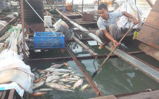 Cá bè trên sông Đồng Nai lại chết hàng loạt