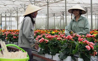 Việt Nam sẽ trở thành Hà Lan của ngành trồng hoa Châu Á?