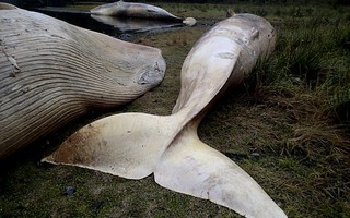 20 con cá voi sắp tuyệt chủng chết bí ẩn trên bờ biển Chile