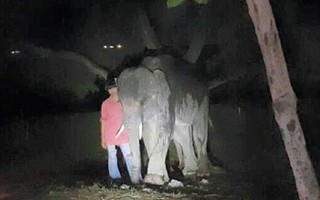 Thái Lan: Bị voi húc chết khi đang ăn lẩu