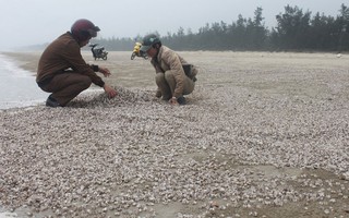 Ngao, sò chết tấp đống