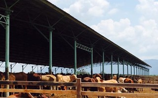 "Đột nhập" trang trại bò của bầu Đức ở Lào