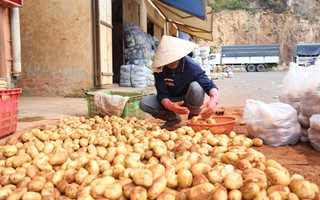 Khó cấm cửa khoai tây Trung Quốc