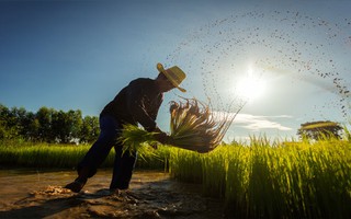 Thái Lan kêu gọi nông dân ngừng trồng lúa