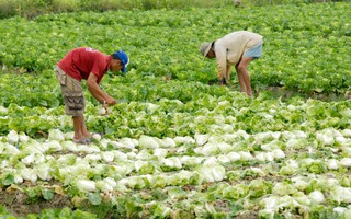 Vì sao nông dân ngóc đầu không nổi?