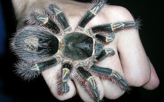 Những loài nhện khổng lồ nhất hành tinh