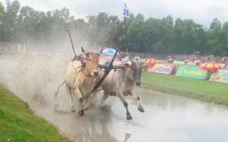 Lễ hội thiêng của người Khmer (*): Kỳ công nuôi bò đua