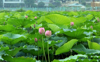 Học sống tùy duyên!