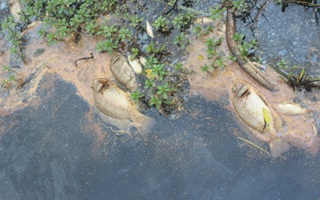 Hàng tấn cá nổi bất thường trên sông Bà Rén