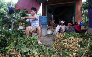 Nhãn lồng Hưng Yên đi Mỹ