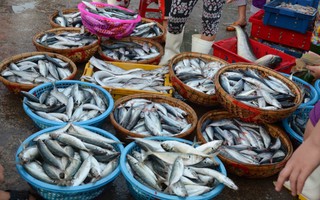 Đà Nẵng thí điểm đấu giá hải sản ở chợ đầu mối
