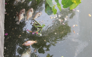 Cá lại chết trên kênh Nhiêu Lộc – Thị Nghè