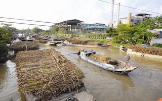 “Sóng” ngắn hạn cổ phiếu mía đường