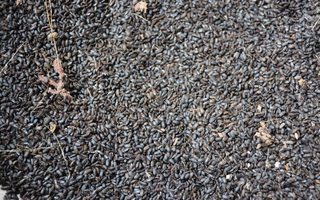 Phú Yên: Nghi bọ đậu đen “tấn công” nhà dân