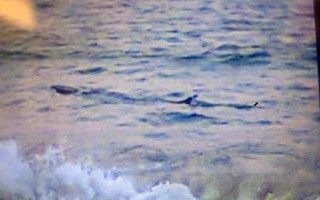Phú Yên: Cá lạ xuất hiện gần bờ, cấm tắm biển