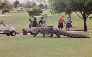 Kinh hoàng cá sấu "khủng" tung tăng trong sân golf