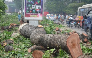 Hà Nội: Xây đường sắt trên cao, hàng trăm cây cổ thụ bị chặt hạ