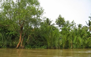 Cây bần “thẹo” huyền bí!