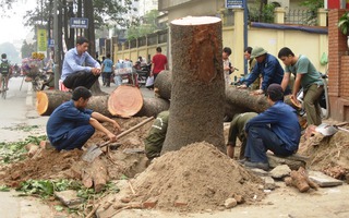 Sẽ báo cáo Thủ tướng, Ban Bí thư vụ chặt cây xanh ở Hà Nội