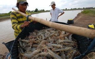 Xuất khẩu giảm ở nhiều thị trường