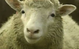 Cừu Dolly được gắn biển xanh vinh danh