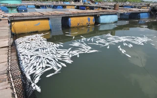 Vụ cá chết vì ô nhiễm, doanh nghiệp vẫn chưa chịu bồi thường