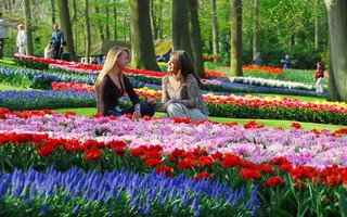 Van Gogh - nguồn cảm hứng 125 năm của Keukenhof 2015