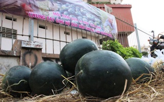 Dân Sài Gòn mua dưa hấu hỗ trợ nhà vườn Quảng Nam