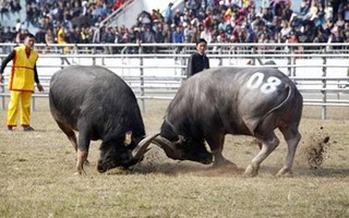 Hội chọi trâu Bắc Ninh 2015: Không giết "ông trâu" vô địch