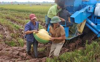 Gạo Việt sẽ đứng đầu thế giới