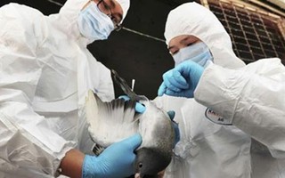 Lâm Đồng: Xuất hiện chủng vi rút cúm A H5N6