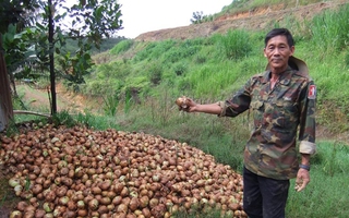 Hành tây Đà Lạt đổ bỏ, bắp cải trúng mùa