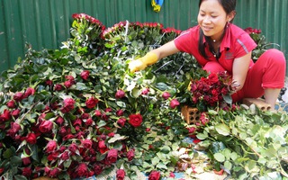 Đà Lạt: Người trồng hoa hồng thắng lớn