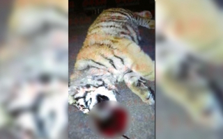 Trung Quốc: Mất chức vì nuôi hổ làm thú cưng
