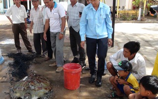 Ngư dân Bạc Liêu bắt được rùa biển nặng 62 kg