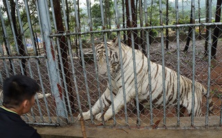 Đột nhập trang trại nuôi sư tử, hổ trắng, tê giác ở Nghệ An