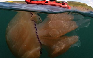 Bức ảnh đáng ngạc nhiên về loài sứa khổng lồ ở Anh