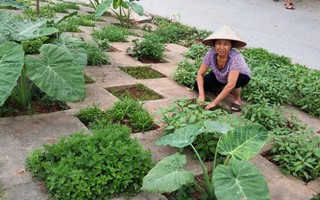 Người Hà Nội thuê đất trồng rau sạch