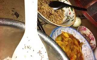 “Côn trùng lạ” ở An Nhơn là ruồi mắt đỏ