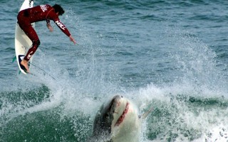 Bị cá mập cắn, nhà vô địch lướt ván Úc hôn mê