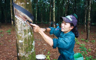 Phát động thi đua trong nữ công nhân cao su