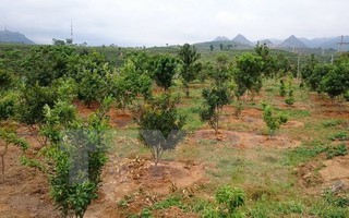 Thanh Hóa dừng đề án phát triển cây mắc ca