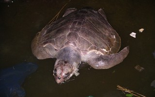 Rùa biển chết nghi ăn phải chất thải