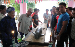 Cá voi “lụy” dạt vào bờ biển Quy Nhơn