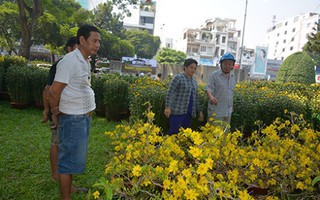 Mùa mai Tết buồn nhiều hơn vui