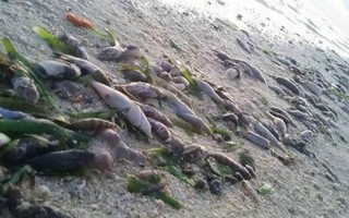 Tổ chức Philippines đòi điều tra vụ "Trung Quốc thả hóa chất giết cá"