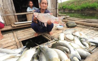 Cá chết hàng loạt trên sông: Nhà máy trả tiền đền bù cho dân
