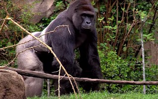 Tranh cãi quanh việc sở thú Mỹ bắn khỉ đột cứu bé trai