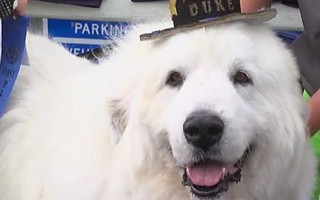 Mỹ: Chó được bầu làm thị trưởng 3 nhiệm kỳ liên tiếp