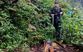Dùng chó nghiệp vụ truy lùng nghi can gây thảm sát ở Lào Cai